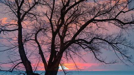 Silhouette of barren lone tree with amazing sunset sky