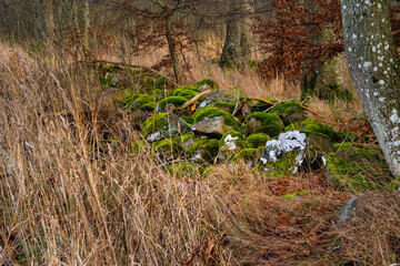 A stone fence with green moss in a winter forest. Photo from Eslov, Scania county, Sweden