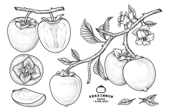 Set of hachiya persimmon fruit hand drawn elements botanical illustration