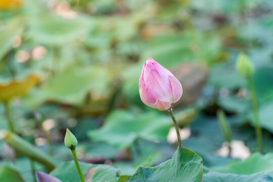 Pink lotus flower in natural pond picture