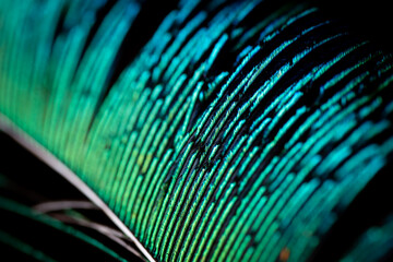 Macro photo of a peacock's feather. Photo with selective focus.