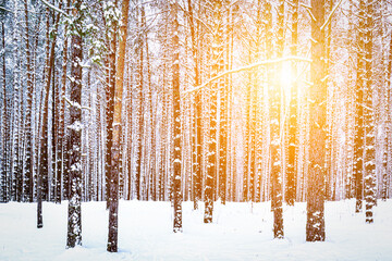 Sunbeams streaking through pine trunks in a winter pine forest after a snowfall at sunrise.