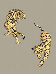two tigers roaring illustration 