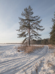 Obraz premium winter landscape with trees