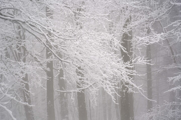 Beech tree branches covered with snow in misty winter day