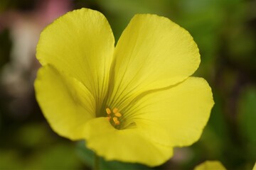黄色い花～オキザリス・カタバミ～マクロ撮影