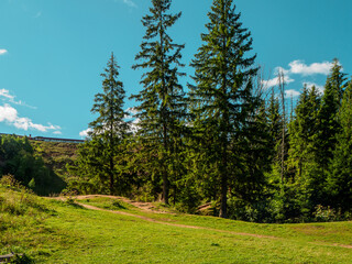 Fototapeta na wymiar Green fir trees in a summer landscape on a sunny day.