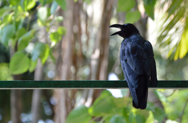 Black crow standing on metal tube over blur green tree in park