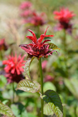 Bee balm Cambridge Scarlet