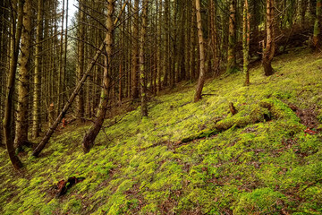 Fototapeta premium Narrow foot path in a forest on a hill. Knoncknarea, county Sligo, Ireland. Great trail with fresh air and great scenery. Outdoor activity concept