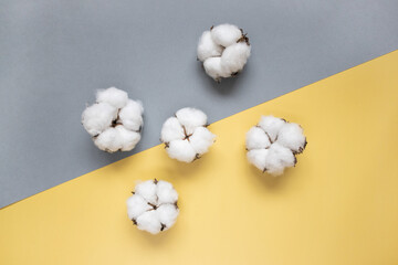 White cotton on yellow and grey background. Flat lay