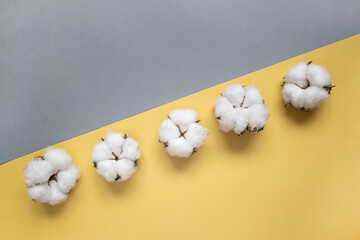 Fototapeta na wymiar White cotton on yellow and grey background. Flat lay