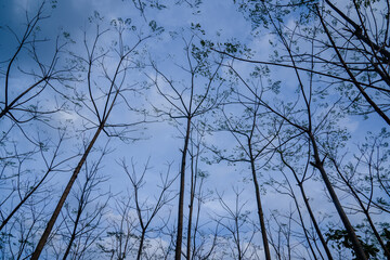 sunset in the forest