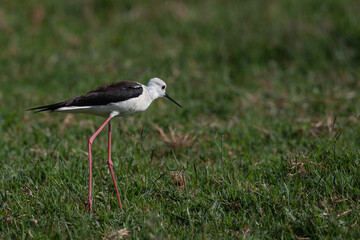 Black-winged stilt bird in natural environment