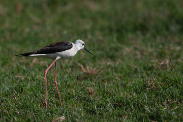 Black-winged stilt bird in natural environment