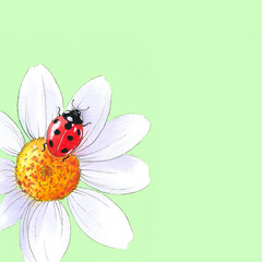 Watercolor illustration  of ladybug on chamomile flower.