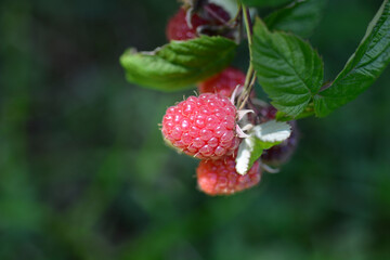 European red Raspberry