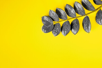 Grey leaves of Zamioculcas home plant on yellow background.
