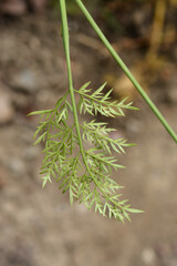 Narrow-leaved water-dropwort
