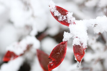 雪の中のブルーベリーの葉っぱ