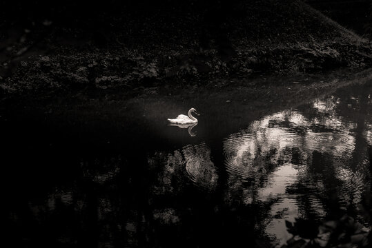 White swan in the pond, monochrome image