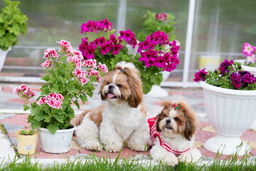 Two Shih Tzu dogs sit on the lawn in the garden on a background of flowers