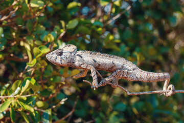 Endemic Malagasy giant chameleon or Oustalets's chameleon (Furcifer oustaleti), very large species of chameleon. Antsiranana, Madagascar wildlife and wilderness