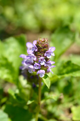 Common Selfheal