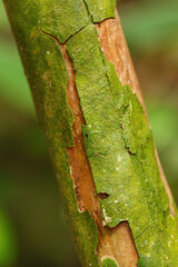tree bark texture, pattern for background or backdrop use, Nosy mangabe, Madagascar tree