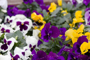 紫色のパンジーと白とオレンジ色のパンジー。Purple color pansy and White and Orange color pansy.