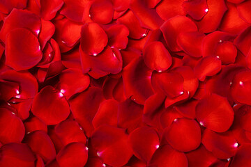 Red rose petal background