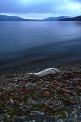 湖畔の流木。早朝のカルデラ湖。