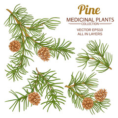 pine vector set