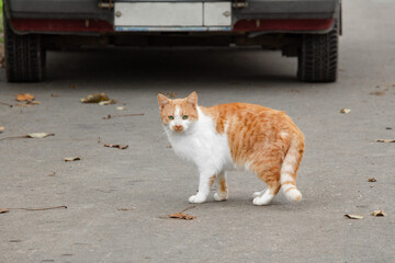 A ginger cat crosses the road. Homeless animal on the city street.