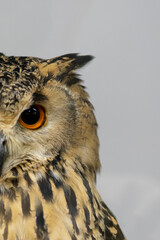 カメラ目線のミミズク