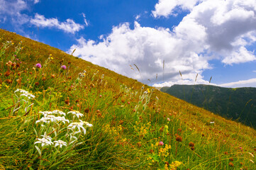 Edelweiss