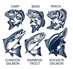 Set of Fish Emblems Vintage Style. Carp, Bass, Perch, Chinook Salmon, Rainbow Trout, Sockeye Salmon Vector Illustrations. - 399486018