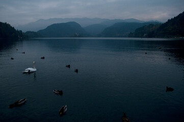Obraz na płótnie Canvas Swan and Geese on Bled Lake, Slovenia