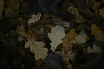 fallen leaves background, abstract autumn october wallpaper