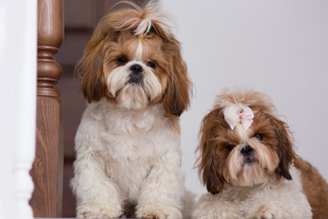 Naklejka na ściany i meble Two cute identical shih tzu dogs with bows posing for the camera. The dogs sit together.