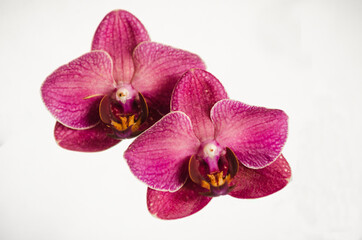 Red orchid flower on background