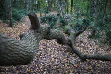 Fallen tree in forest