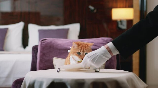 The waiter serving the table to the cat in a hotel room