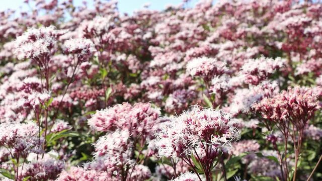 満開のフジバカマの花畑、秋、11月