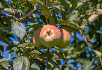 Apple orchard with red apples. Ripe apples on a tree branch.