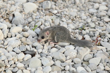 grauer Siebenschläfer auf Kiesboden