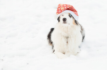 Australian shepherd in Santa hat lying in winter forest 