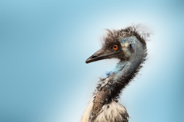 Emu bird portrait