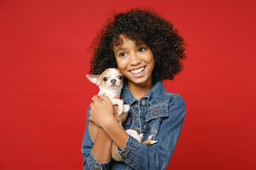 Pretty little african american kid girl 12-13 years old in casual denim jacket hold puppy dog chihuahua isolated on bright red color background children studio portrait. Childhood lifestyle concept.