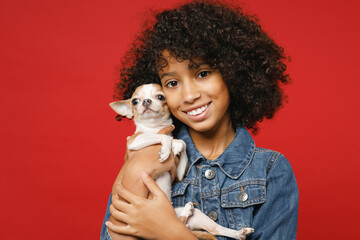 Smiling little african american kid girl 12-13 years old in casual denim jacket hold puppy dog chihuahua isolated on bright red color background children studio portrait. Childhood lifestyle concept.